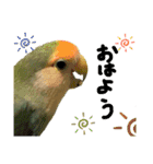 可愛いインコだぞ（個別スタンプ：1）