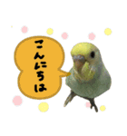 可愛いインコだぞ（個別スタンプ：2）