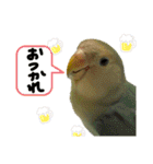 可愛いインコだぞ（個別スタンプ：3）