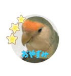 可愛いインコだぞ（個別スタンプ：4）