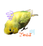 可愛いインコだぞ（個別スタンプ：5）
