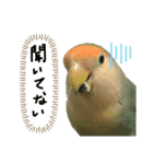 可愛いインコだぞ（個別スタンプ：6）