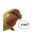可愛いインコだぞ（個別スタンプ：7）