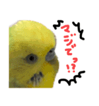 可愛いインコだぞ（個別スタンプ：8）