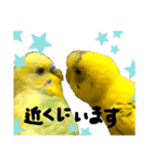 可愛いインコだぞ（個別スタンプ：9）