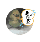 可愛いインコだぞ（個別スタンプ：10）