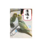 可愛いインコだぞ（個別スタンプ：11）
