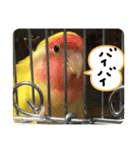 可愛いインコだぞ（個別スタンプ：12）