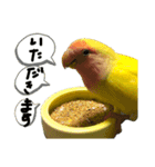 可愛いインコだぞ（個別スタンプ：13）