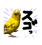可愛いインコだぞ（個別スタンプ：14）