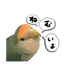 可愛いインコだぞ（個別スタンプ：15）