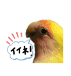 可愛いインコだぞ（個別スタンプ：16）
