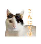 ソラさんのスタンプ Ver.1（個別スタンプ：20）