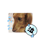 我が家のJohdey②（個別スタンプ：8）