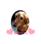 我が家のJohdey②（個別スタンプ：13）