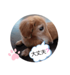 我が家のJohdey②（個別スタンプ：14）