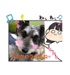 ミニチュアシュナウザーのアンちゃん♡（個別スタンプ：14）