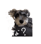 ミニチュアシュナウザーのアンちゃん♡（個別スタンプ：17）