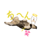 ミニチュアシュナウザーのアンちゃん♡（個別スタンプ：20）