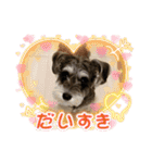 ミニチュアシュナウザーのアンちゃん♡（個別スタンプ：27）