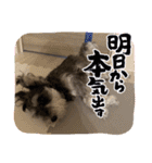 ミニチュアシュナウザーのアンちゃん♡（個別スタンプ：31）