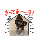 ミニチュアシュナウザーのアンちゃん♡（個別スタンプ：32）