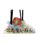 インコのセセリ♂12（個別スタンプ：1）