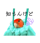 インコのセセリ♂12（個別スタンプ：2）