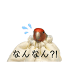 インコのセセリ♂12（個別スタンプ：3）