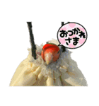 インコのセセリ♂12（個別スタンプ：4）