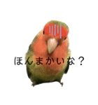インコのセセリ♂12（個別スタンプ：5）
