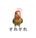 インコのセセリ♂12（個別スタンプ：6）