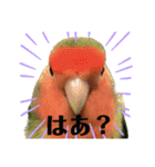 インコのセセリ♂12（個別スタンプ：7）