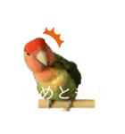 インコのセセリ♂12（個別スタンプ：8）