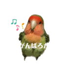 インコのセセリ♂12（個別スタンプ：9）