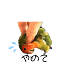 インコのセセリ♂12（個別スタンプ：10）