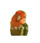 インコのセセリ♂12（個別スタンプ：12）