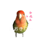 インコのセセリ♂12（個別スタンプ：13）