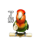 インコのセセリ♂12（個別スタンプ：15）