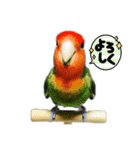 インコのセセリ♂12（個別スタンプ：16）