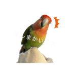インコのセセリ♂12（個別スタンプ：17）