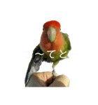 インコのセセリ♂12（個別スタンプ：18）