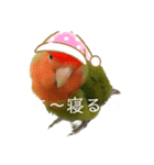 インコのセセリ♂12（個別スタンプ：19）