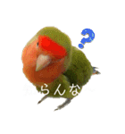 インコのセセリ♂12（個別スタンプ：20）