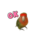 インコのセセリ♂12（個別スタンプ：21）