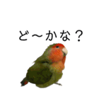 インコのセセリ♂12（個別スタンプ：23）