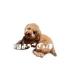 仕事用といぷーどる(仮)（個別スタンプ：5）