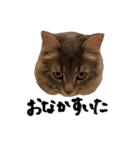 サイベリアンの子猫 こはくさん（個別スタンプ：1）