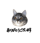 サイベリアンの子猫 こはくさん（個別スタンプ：2）