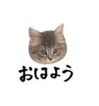 サイベリアンの子猫 こはくさん（個別スタンプ：3）